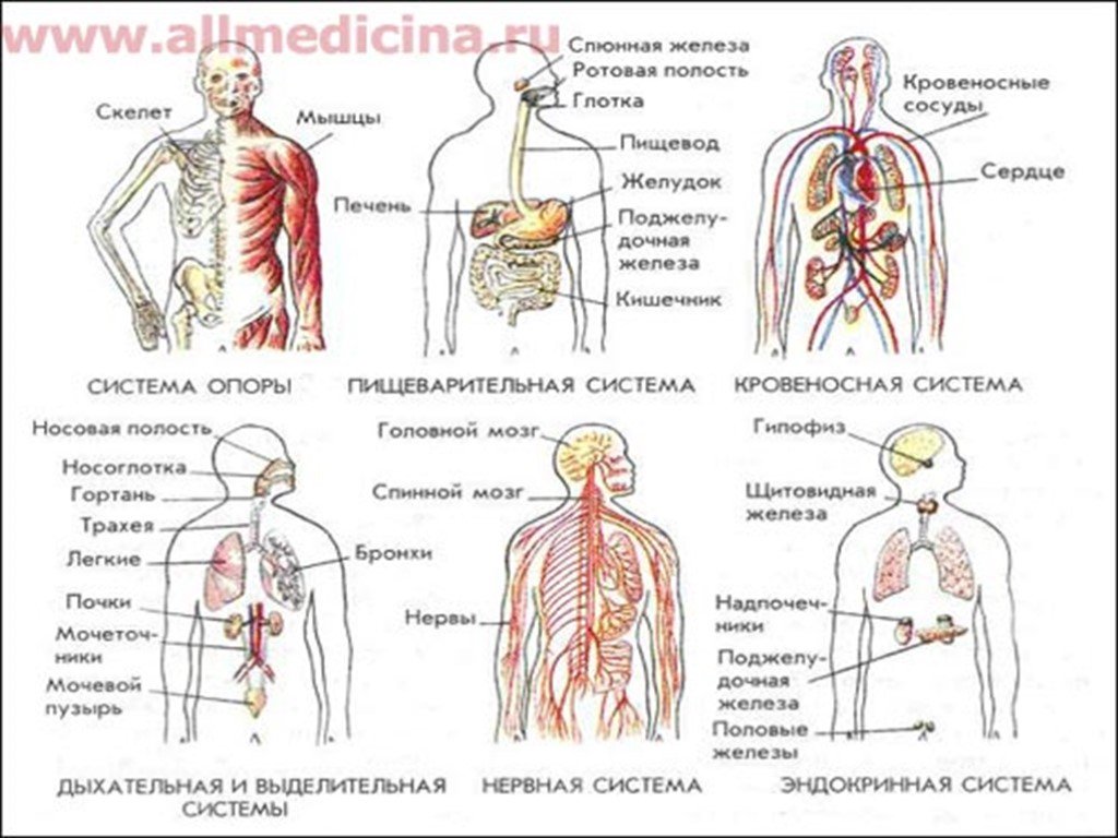 Назовите систему органов человека. Системы органов в организме человека. Система органов человека кратко. Строение органа и системы органов человека. Схема системы органов организма человека.