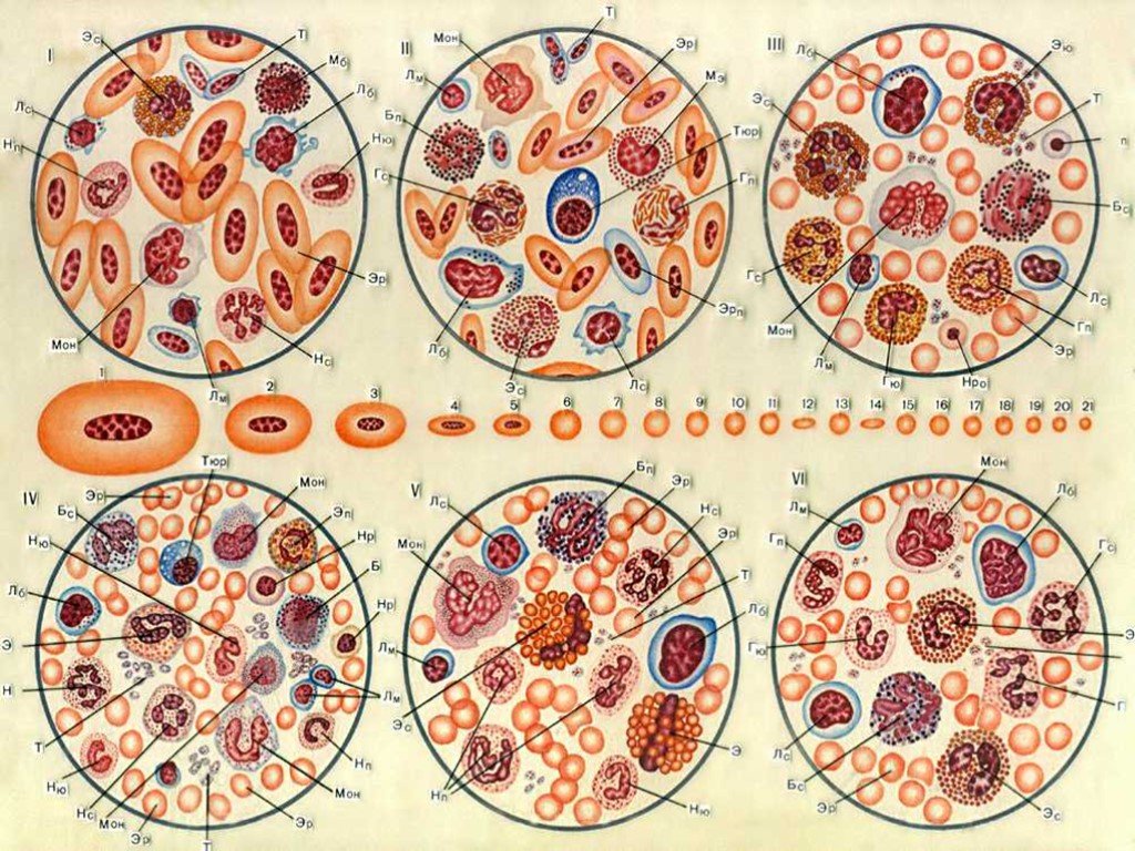 Форменные элементы ткани. Форменные элементы крови крупного рогатого скота. Кровь лягушки гистология. Мазок крови лягушки гистология. Форменные элементы крови птицы.