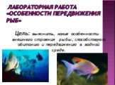 Лабораторная работа «Особенности передвижения рыб». Цель: выяснить, какие особенности внешнего строения рыбы, способствуют обитанию и передвижению в водной среде.