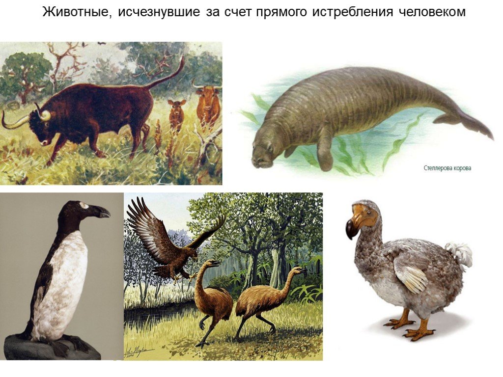 Вымершие животные картинки. Вымершие животные. Исчезнувшие виды животных и птиц. Вымершие звери.