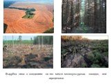 Вырубка леса с созданием на его месте монокультурных посадок, или агроценозов