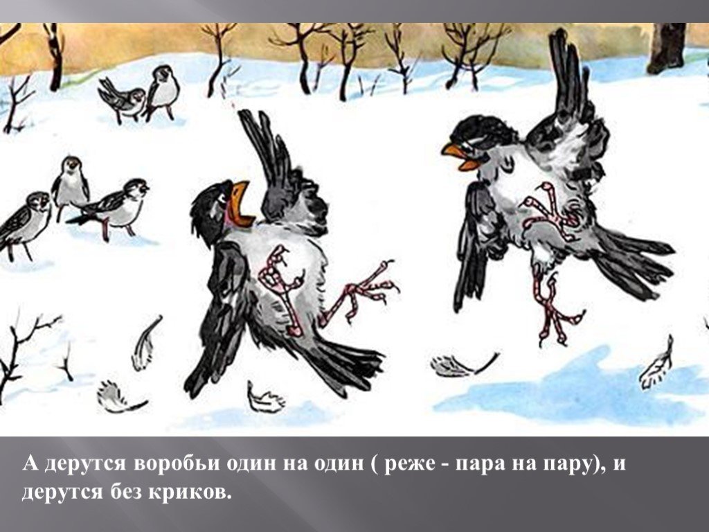 Мальчик зарисовал воробья один раз летом а другой раз зимой какой из рисунков сделан зимой