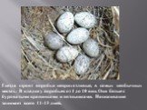 Гнезда строят воробьи неприхотливые, в самых необычных местах. В кладке у воробьев от 4 до 10 яиц. Они белые с буроватыми крапинками и пятнышками. Насиживание занимает всего 11-13 дней.