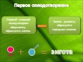 Первое оплодотворение. Первый спермий оплодотворяет яйцеклетку, образуется зигота. Зигота делится, образуется зародыш семени.