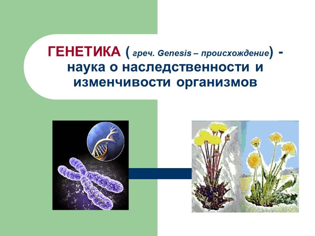 Презентация урока по генетике