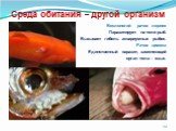 Среда обитания – другой организм. Веслоногий рачок лернея Паразитирует на теле рыб. Вызывает гибель аквариумных рыбок. Рачок цимота Единственный паразит, заменяющий орган тела – язык.