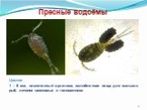 Циклоп 1 – 8 мм, планктонный организм, излюбленная пища для мальков рыб, личинок насекомых и головастиков