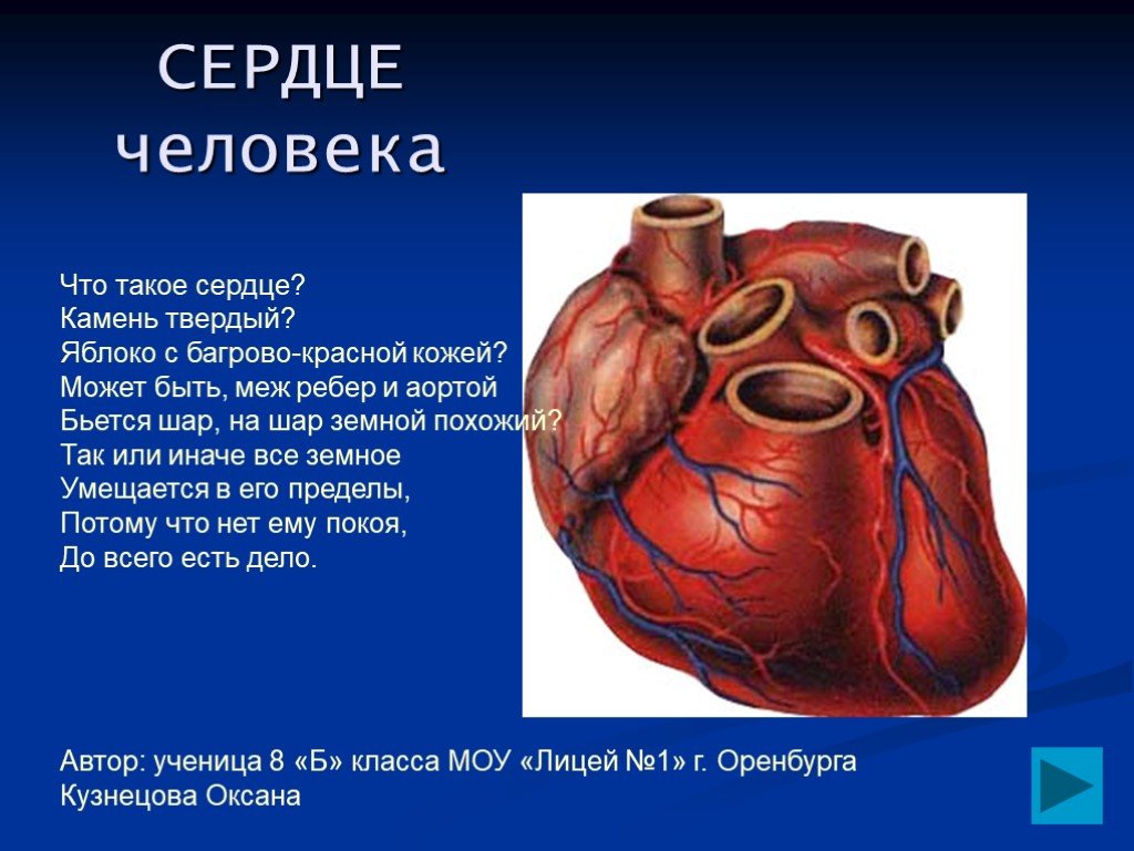 Насколько сердце. Презентация на тему сердце человека. Сердце орган человека сообщение. Сердце человека для презентации.