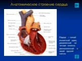 Сердце – полый мышечный орган, разделенный на четыре полости, расположенный в левой грудной клетки.