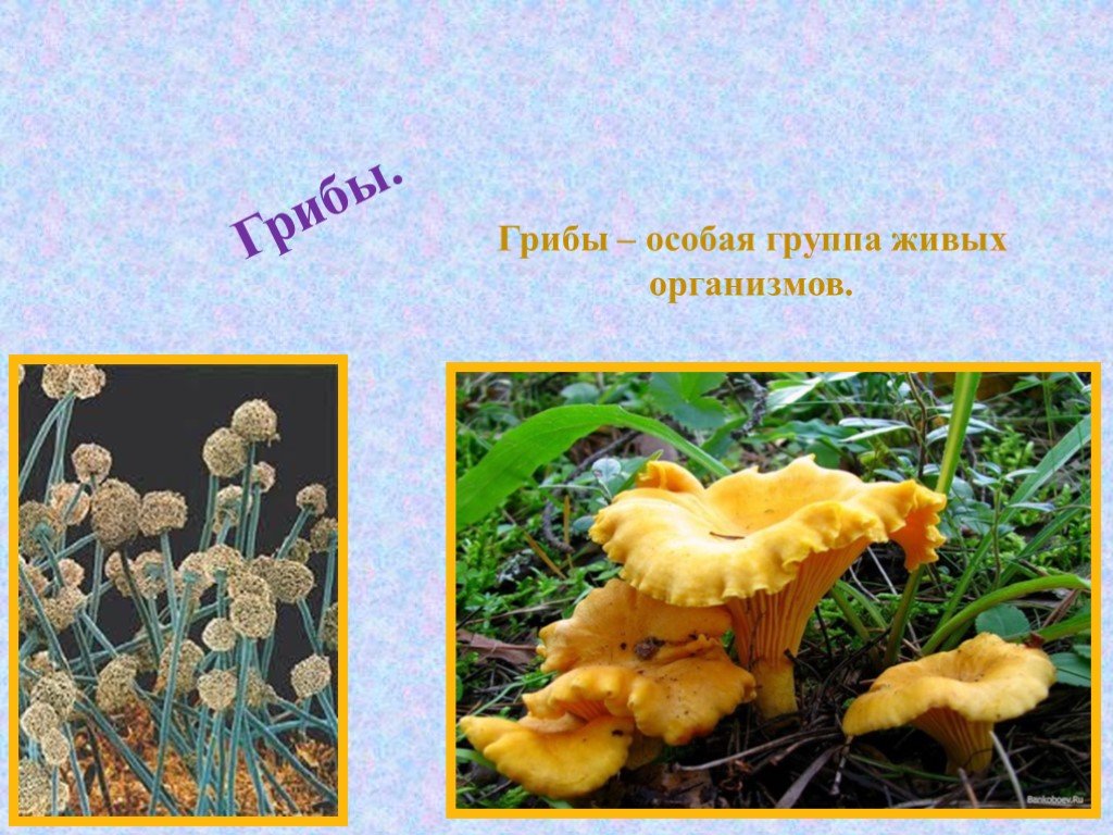 Грибы особая группа организмов. Самостоятельная группа живых организмов грибы. Грибы особая группа живых организмов занимающая промежуточное.