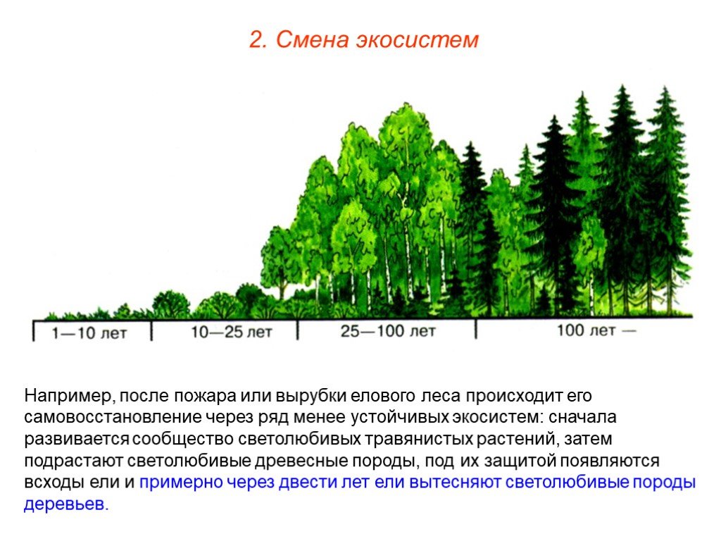 Смена биогеоценоза. Сукцессия восстановление елового леса. Смена экосистем. Сукцессия леса после пожара. Изменение экосистемы.