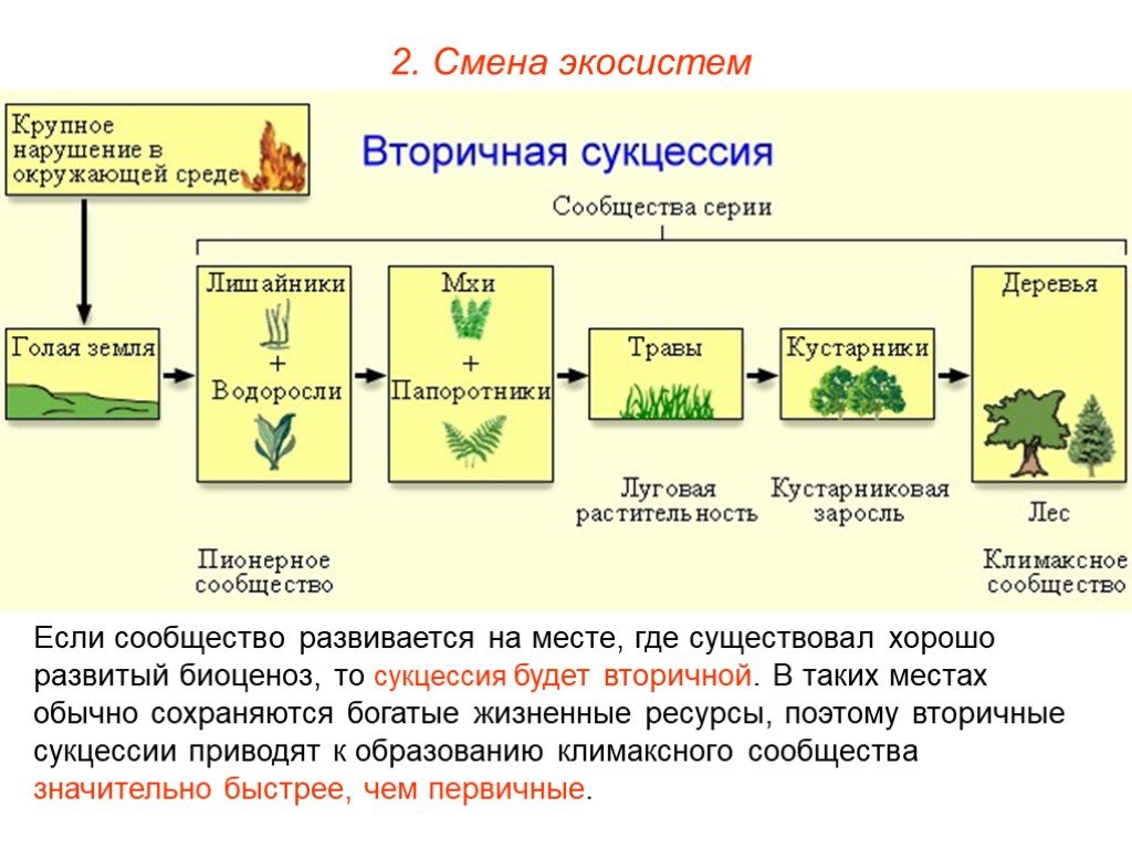 Причины смены биоценоза. Цепочка первичной сукцессии. Этапы первичной сукцессии примеры. Этапы биологической сукцессии. Смена экосистем.