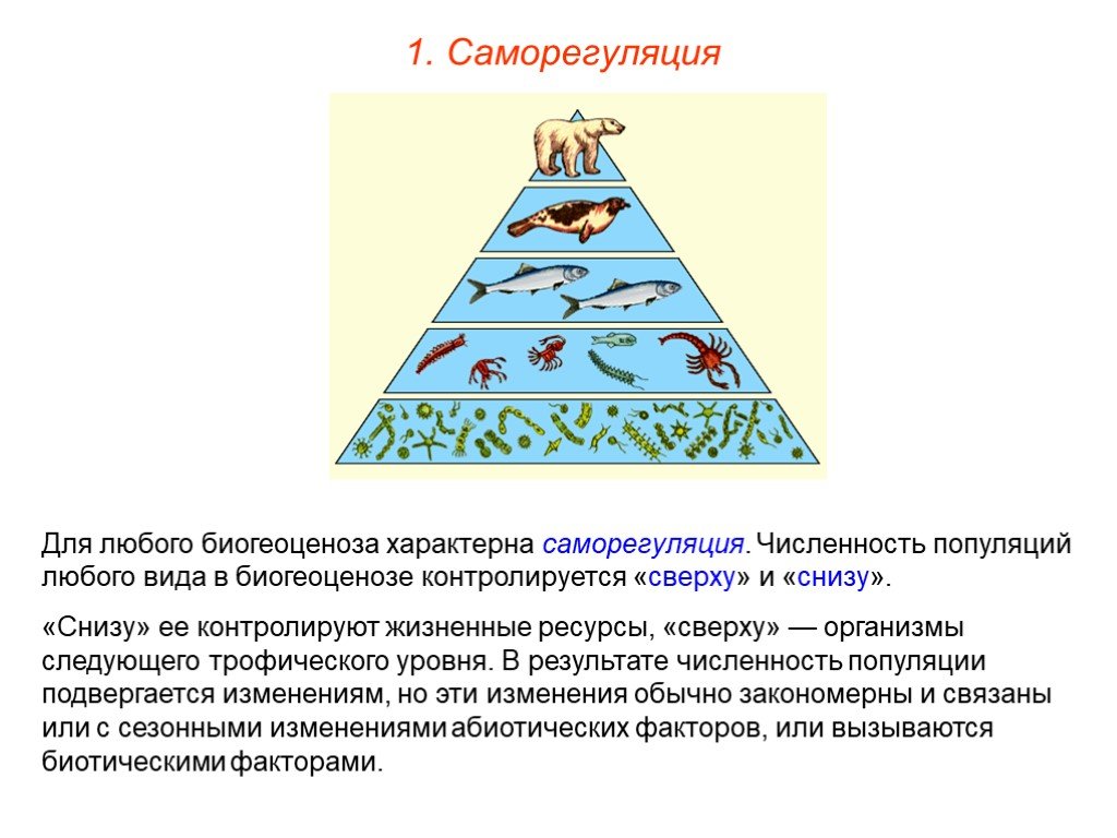 Пирамиды биология 11 класс. Экологическая пирамида биогеоценоза. Компоненты экологической пирамиды. Экологическая пирамида водной экосистемы. Типы экологических пирамид.