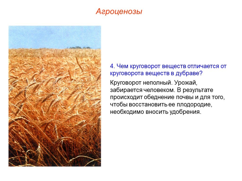 Для природных экосистем характерно. Агроценоз. Искусственные экосистемы агроценозы. Агроценоз пшеничного поля. Агроценозы искусственные биогеоценозы.