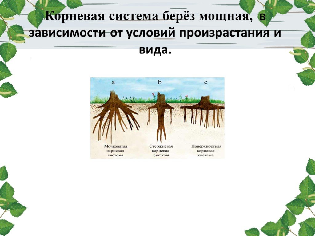 Влияние среды на корневую систему. Тип корневой системы у березы. Тип корневой системы карликовой березы. Строение корневой системы березы. Береза пушистая корневая система.