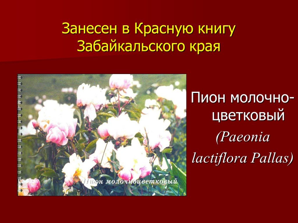 Края занесены в красную. Животные и растения Забайкальского края занесенные в красную книгу. Краснокнижные растения Забайкалья. Растения Забайкалья занесенные в красную книгу. Цветы Забайкальского края занесенные в красную книгу.