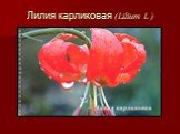 Лилия карликовая (Lilium L.)