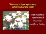 Пион молочно-цветковый (Paeonia lactiflora Pallas)