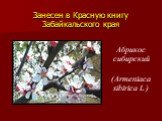 Занесен в Красную книгу Забайкальского края. Абрикос сибирский (Armeniaca sibirica L.)