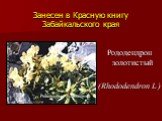 Рододендрон золотистый (Rhododendron L.)