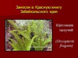 Щитовник пахучий (Dryopteris fragans)