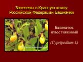 Занесены в Красную книгу Российской Федерации Башмачки. Башмачок известняковый (Cypripedium L)