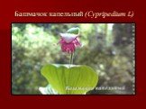 Башмачок капельный (Cypripedium L)