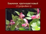 Башмачок крупноцветковый (Cypripedium L)