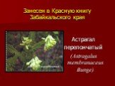 Астрагал перепончатый (Astragalus membranaceus Bunge)