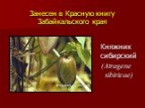 Княжник сибирский (Atragene sibiricae)