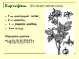 Картофель (Solanum tuberosum): 1 — цветущий побег, 2 — цветок, 3 — разрез цветка, 4 — плод Формула цветка *Ч(5)Л(5)Т5П1