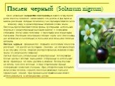 Паслен черный (Solanum nigrum). ... Свое название семейство пасленовых взяло от крупного рода паслен Solanum, включающее сто родов и три тысячи видов растений, которые благополучно произрастают по всему земному шару в разнообразных климатических зонах. Паслены представляют собой травы, кустарники, н
