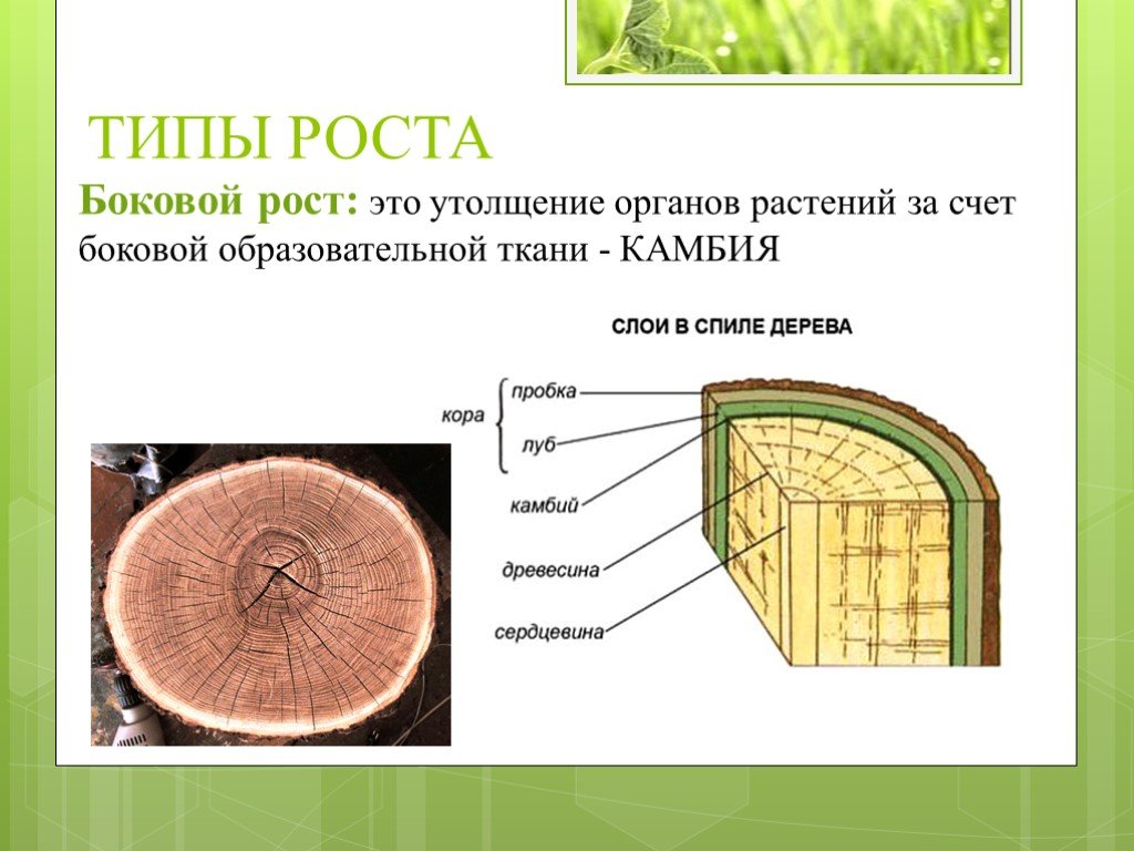 Ткань камбия биология 6 класс. Типы роста растений. Типы роста растений с примерами. Рост стебля в толщину. Образовательная ткань растений камбий.