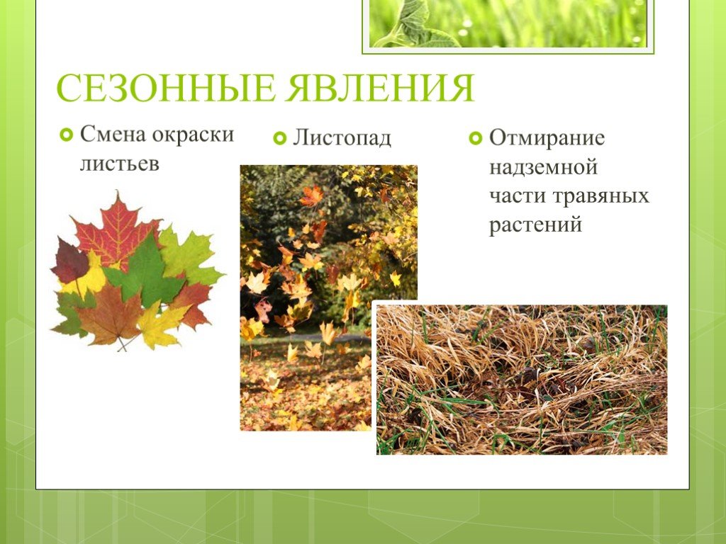 Сезонные изменения примеры 5 класс. Сезонные явления в жизни растений. Сезонные изменения в жизни растений. Сещоонве явления в жизни растений. Сезонные явления в жизни.