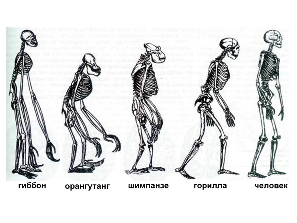 Возникновение прямохождения. Эволюция человекообразных обезьян. Эволюция человека от обезьяны скелет. Прямохождение Эволюция. Скелеты приматов Эволюция.