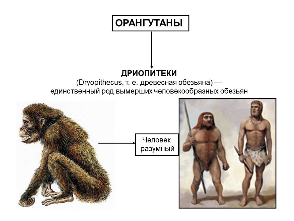 Приматы какое развитие. Дриопитеки Эволюция. Человек дриопитек. Эволюция человека дриопитек. Эволюция человека и человекообразных обезьян.