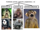 павианы. Наиболее ранние приматы разделились на. широконосые узконосые человекообразные капуцин игрунка макаки