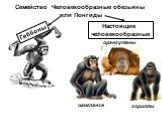 Семейство Человекообразные обезьяны или Понгиды. Гиббоны орангутаны гориллы шимпанзе. Настоящие человекообразные