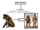 ДРИОПИТЕКИ (Dryopithecus, т. е. древесная обезьяна) — единственный род вымерших человекообразных обезьян. ОРАНГУТАНЫ Человек разумный