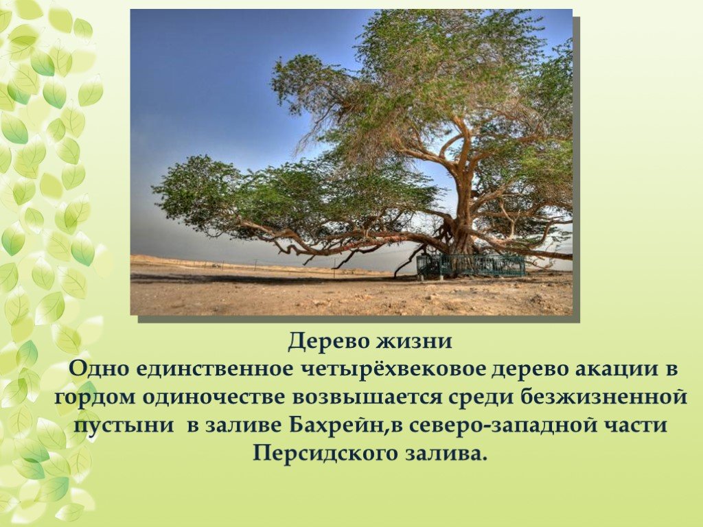 Условия жизни деревьев. Доклад о необычном дереве. Дерево для презентации.