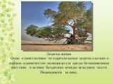 Дерево жизни Одно единственное четырёхвековое дерево акации в гордом одиночестве возвышается среди безжизненной пустыни в заливе Бахрейн,в северо-западной части Персидского залива.