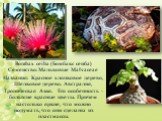 Bombax ceiba (Бомбакс сейба) Семейство: Мальвовые Malvaceae Названия: Красное хлопковое дерево, Шелковое дерево. Австралия, Тропическая Азия. Его особенность - большие красные цветы. Причем настолько яркие, что можно подумать, что они сделаны из пластмассы.