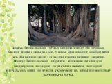 Фикус Бенгальский (Ficus benghalensis) На первый взгляд может показаться, что на фото выше изображён лес. На самом деле - это одно единственное дерево. Фикус Бенгальский образует мощные ветви для поддержки которых отрастают побеги, которые отпускаясь вниз до земли укореняются, образуя мощные колонны