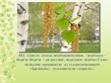 НО, одно из самых необыкновенных деревьев – берёза. Береза – радостное, нарядное дерево. Само название произошло от старослявянского «брезньнъ», что означало «апрель».