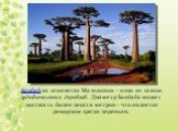 Баобаб из семейства Мальвовых – одно из самых удивительных деревьев. Диаметр Баобаба может достигать более десяти метров – что является рекордом среди деревьев.