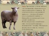 Овцы. Британские ученые заявляют, что человечество недооценило их проницательность и смекалку. В ходе многолетних исследований выяснили, что овцы обладают отлично развитой памятью и безошибочно запоминают лица людей и животных. Интеллектуальные способности овец подчас приближаются к возможностям чел