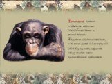 Шимпанзе давно известны своими способностями к мышлению. Недавно стало известно, что они даже планируют свое будущее, заранее обдумывая свои дальнейшие действия.