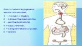 Расположение эндокринных желез в теле человека: 1 – гипофиз и эпифиз, 2 – паращитовидные железы, 3 – щитовидная железа, 4 – надпочечники, 5 – панкреатические островки, 6 – яичник