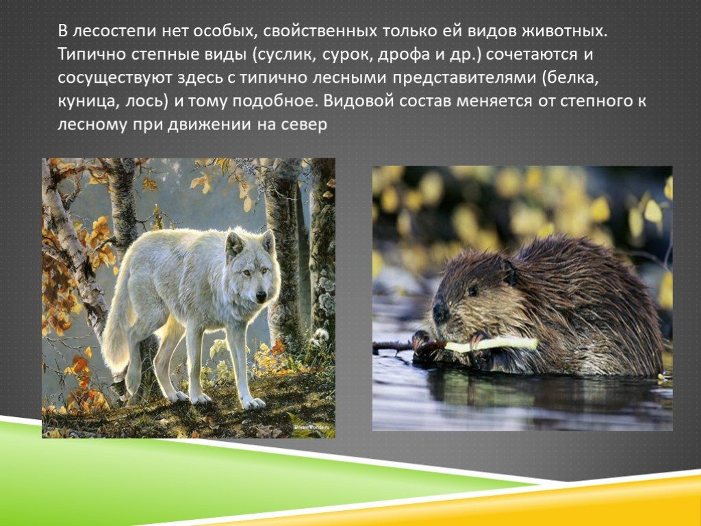 Какие животные обитают в лесостепях и степях. Лесостепи и степи животные. Приспособление животных в лесостепи. Животные обитающие в лесостепи России. Животный мир лесостепи и степи в России.
