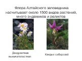 Флора Алтайского заповедника насчитывает около 1500 видов растений, много эндемиков и реликтов. Дендрантема выемчатолистная. Кандык сибирский